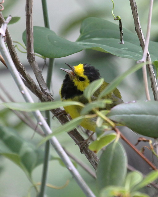 Hooded Warbler